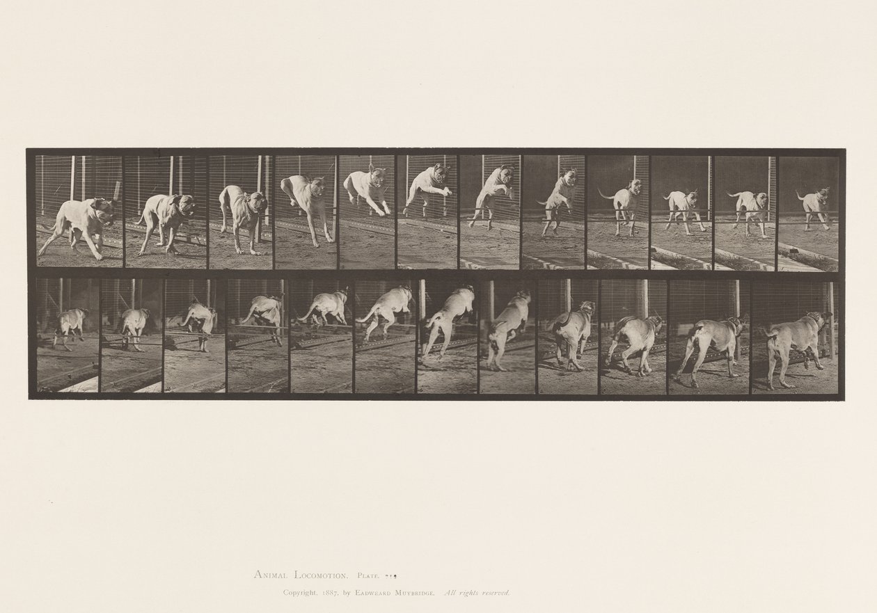 Levy 712. Koira; Esteen hyppy; Mastiffi, kauhu tekijältä Eadweard Muybridge