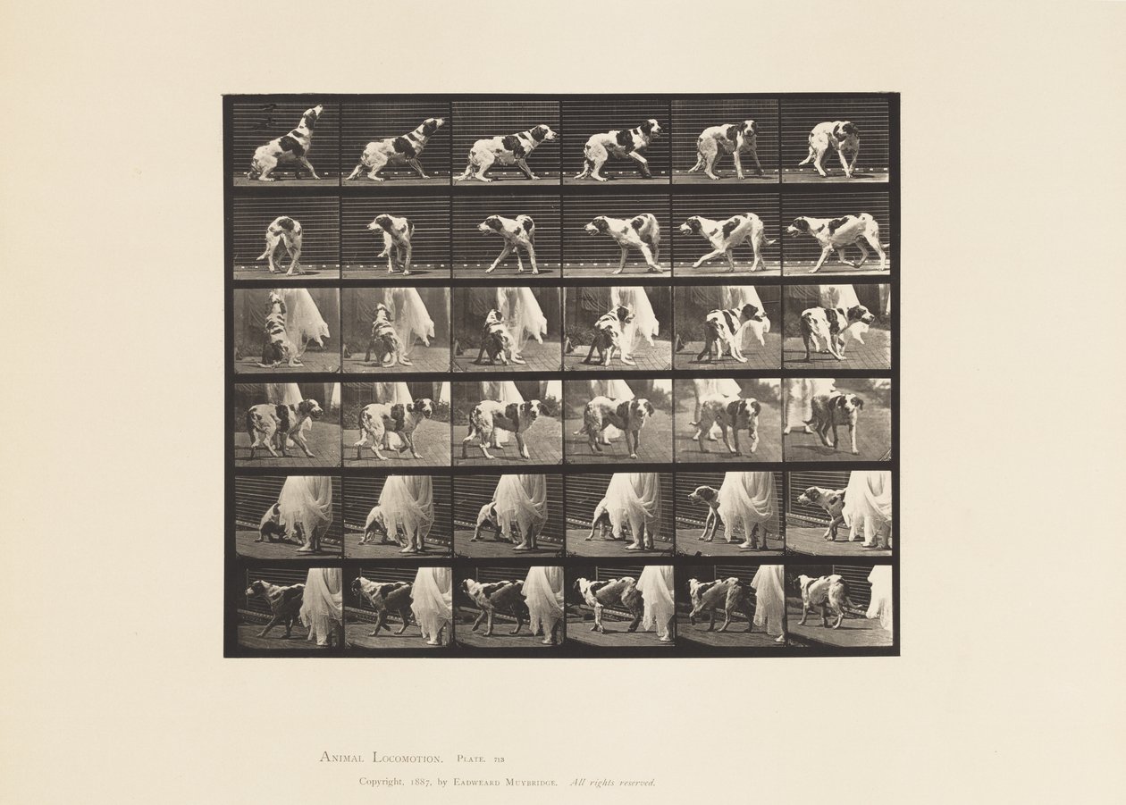Levy 713. Koira; Kääntyminen jne.; setteri Kate tekijältä Eadweard Muybridge