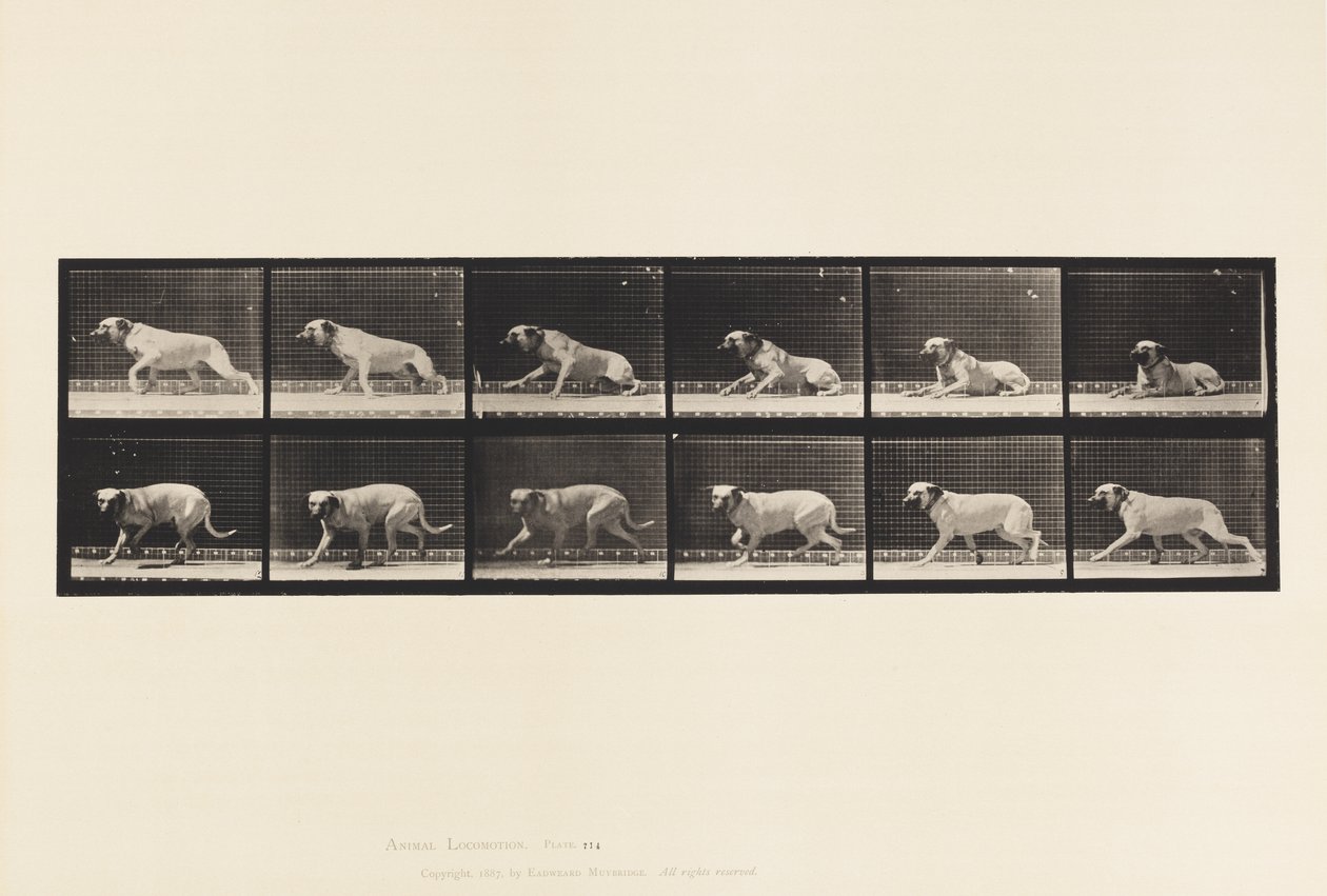 Levy 714. Koira; Torpedon herättämä; Mastiffi-Smith tekijältä Eadweard Muybridge