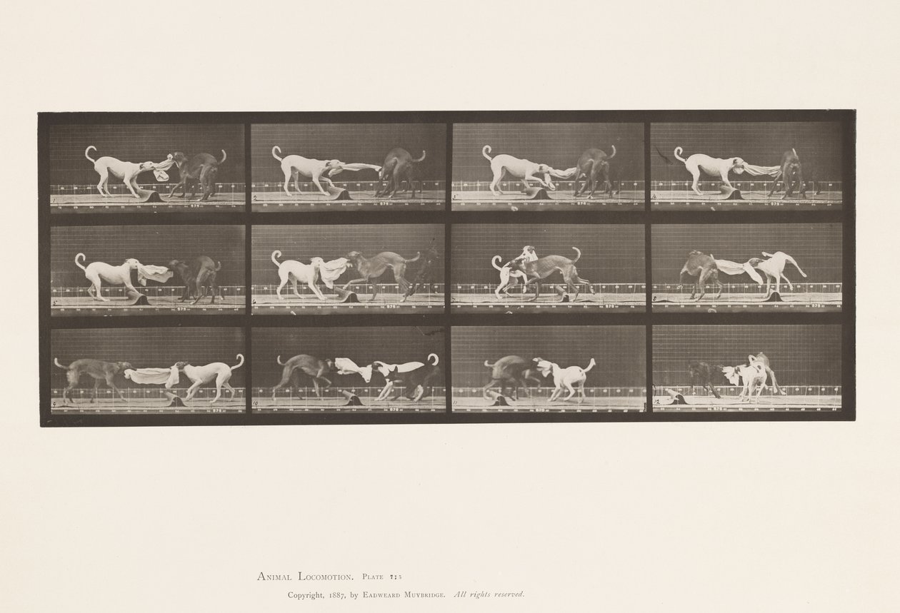 Levy 715. Koirat; Kolme, pyyhkeen vetäminen, Ike, Maggie jne. tekijältä Eadweard Muybridge