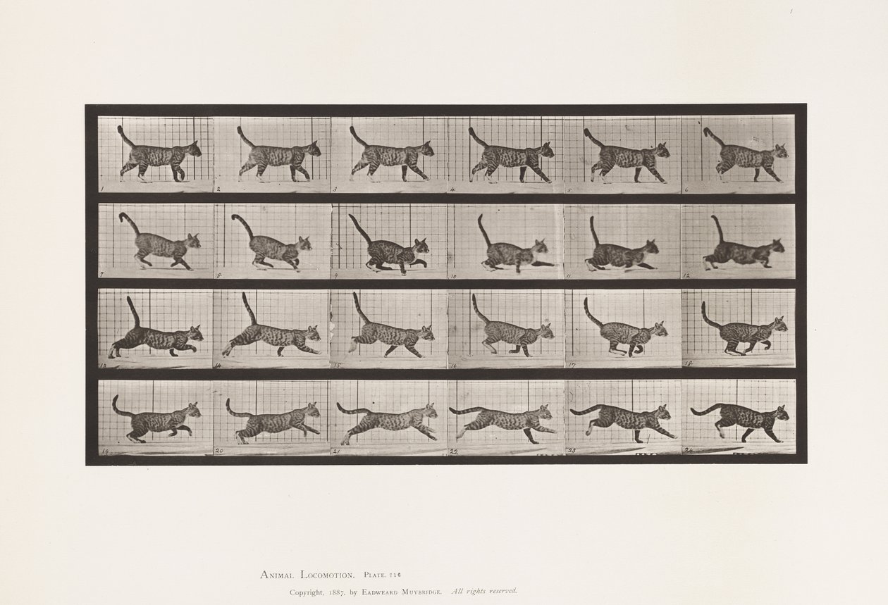 Levy 716. Kissa; Kävely, vaihda laukkaa tekijältä Eadweard Muybridge