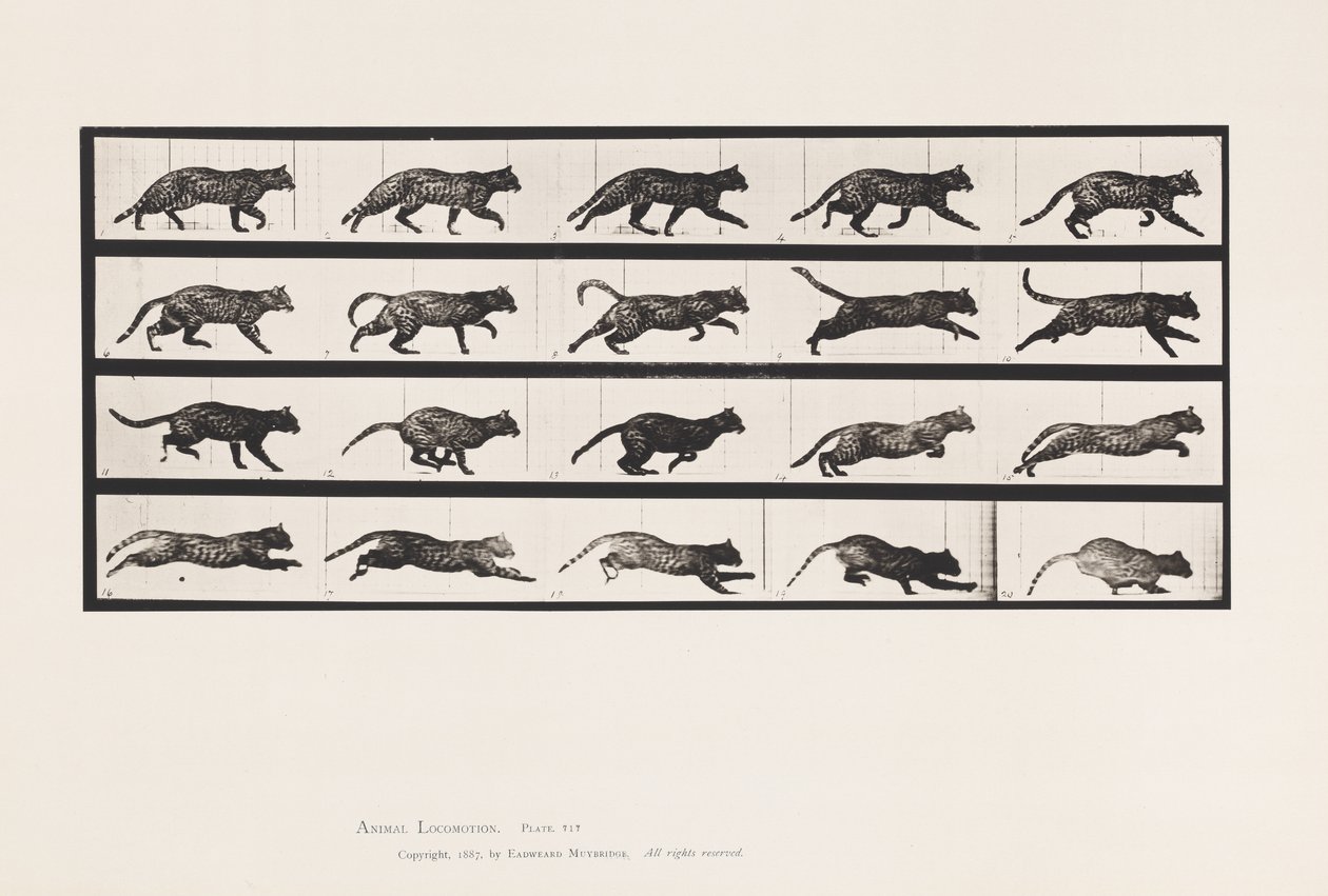 Levy 717. Kissa; Ravi; Vaihda laukkaa tekijältä Eadweard Muybridge