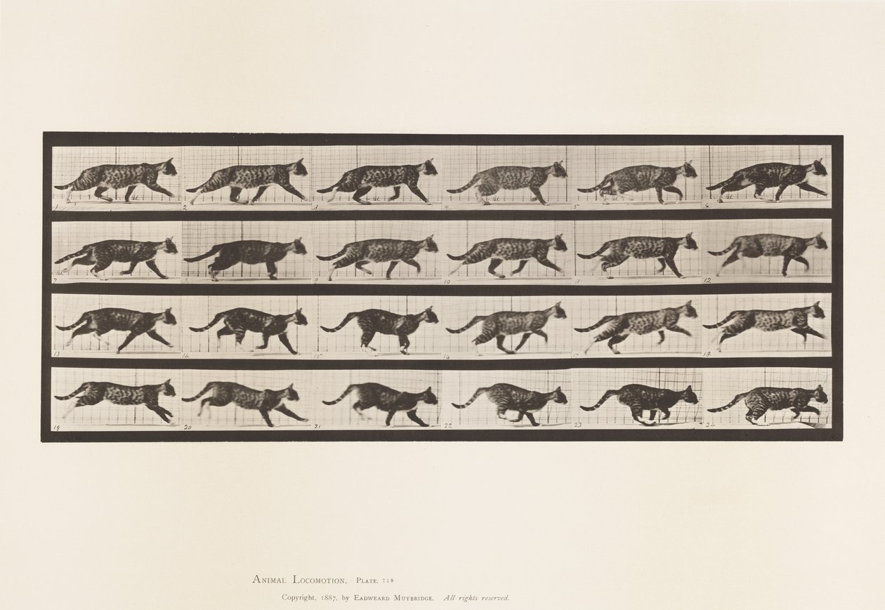 Levy 718. Kissa; Ravi; Vaihda laukkaa tekijältä Eadweard Muybridge