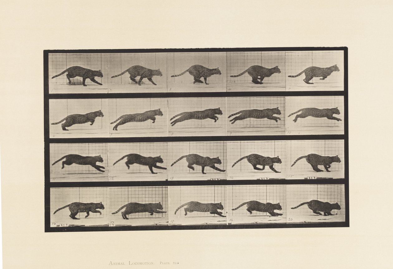 Levy 719. Kissa; Laukkaa tekijältä Eadweard Muybridge