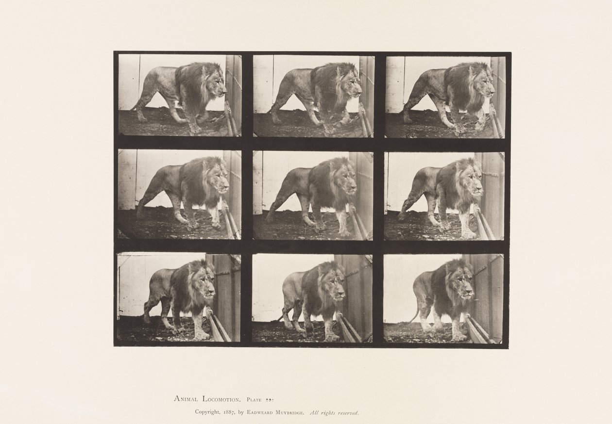 Levy 721. Leijona; Kävely tekijältä Eadweard Muybridge