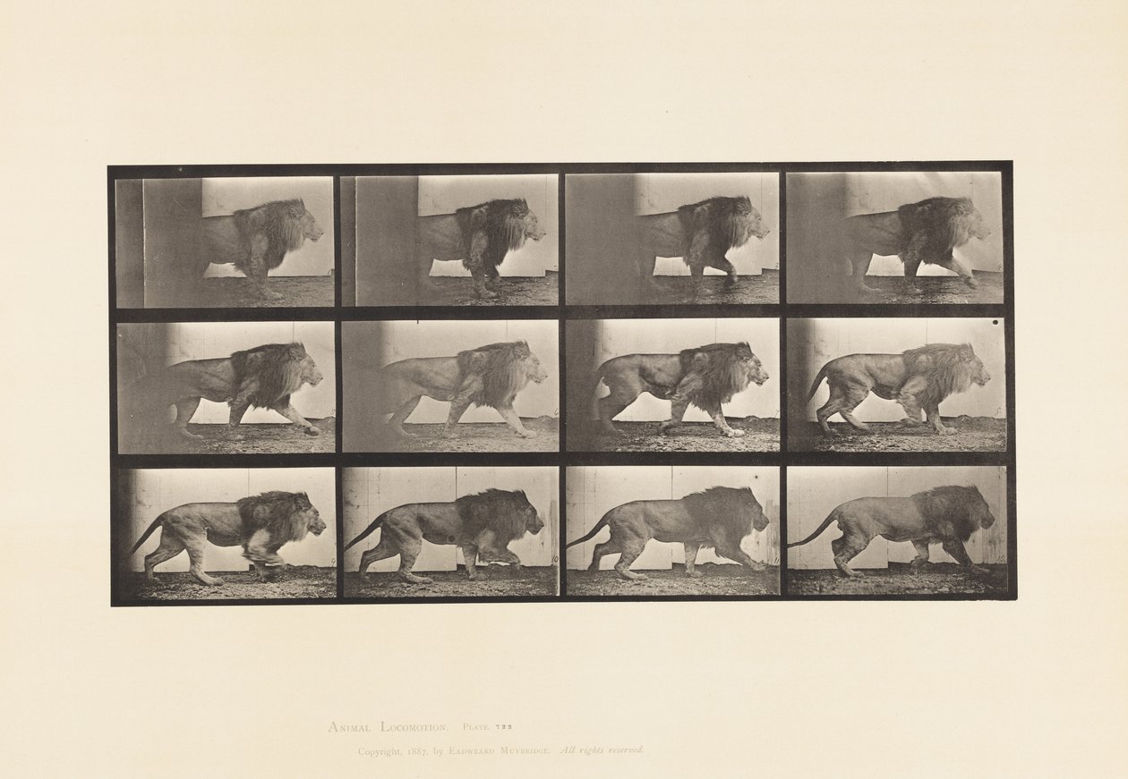 Levy 722. Leijona; Kävely tekijältä Eadweard Muybridge