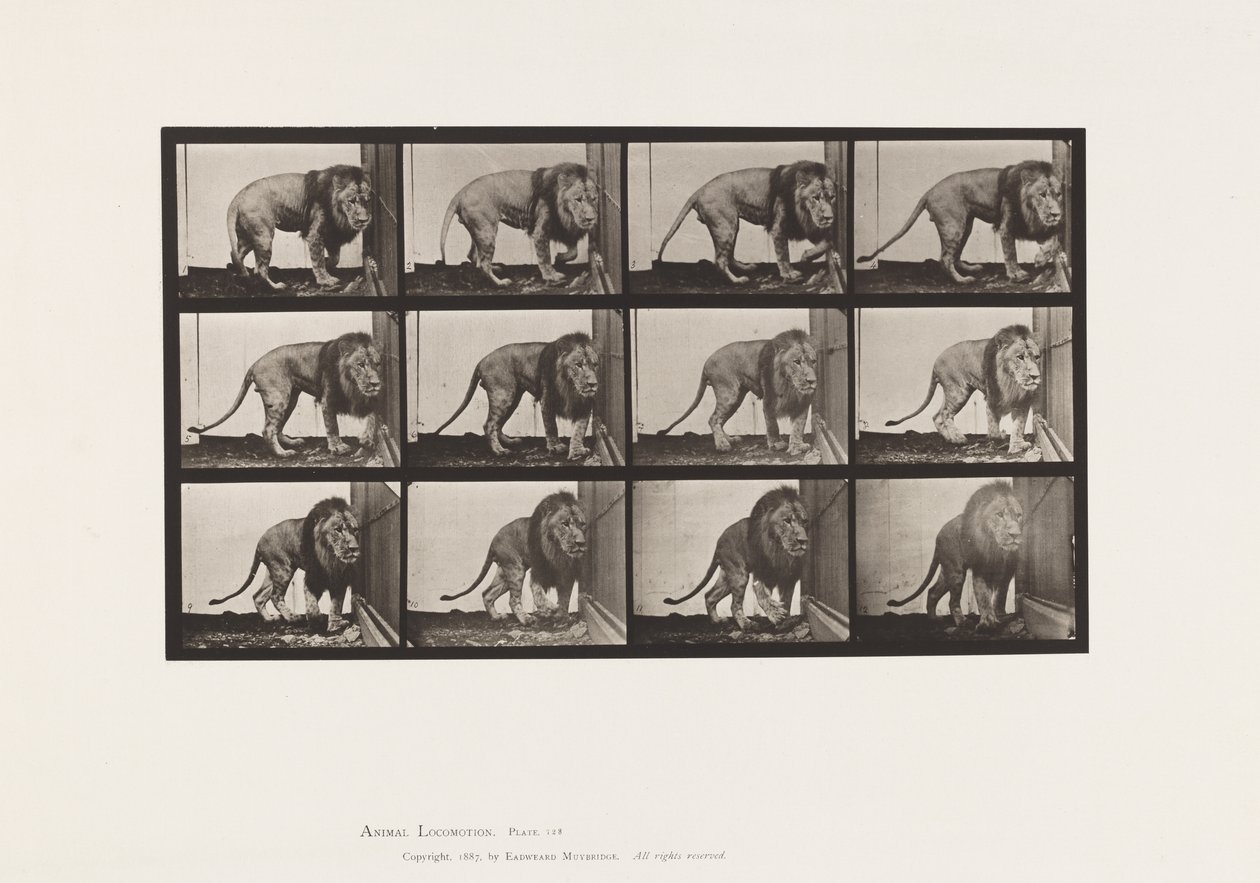 Levy 723. Leijona; Kävely, kääntyminen tekijältä Eadweard Muybridge