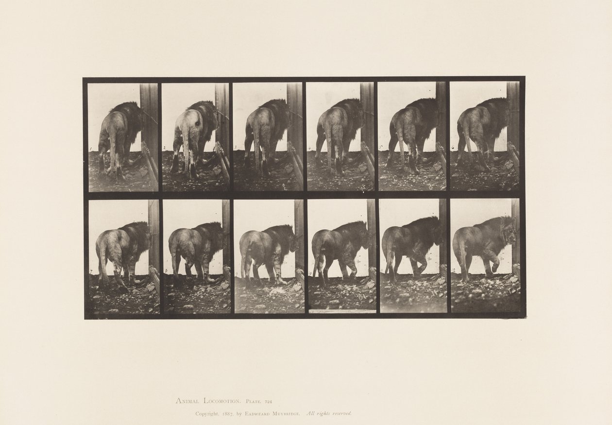Levy 724. Leijona; Kävely, kääntyminen tekijältä Eadweard Muybridge