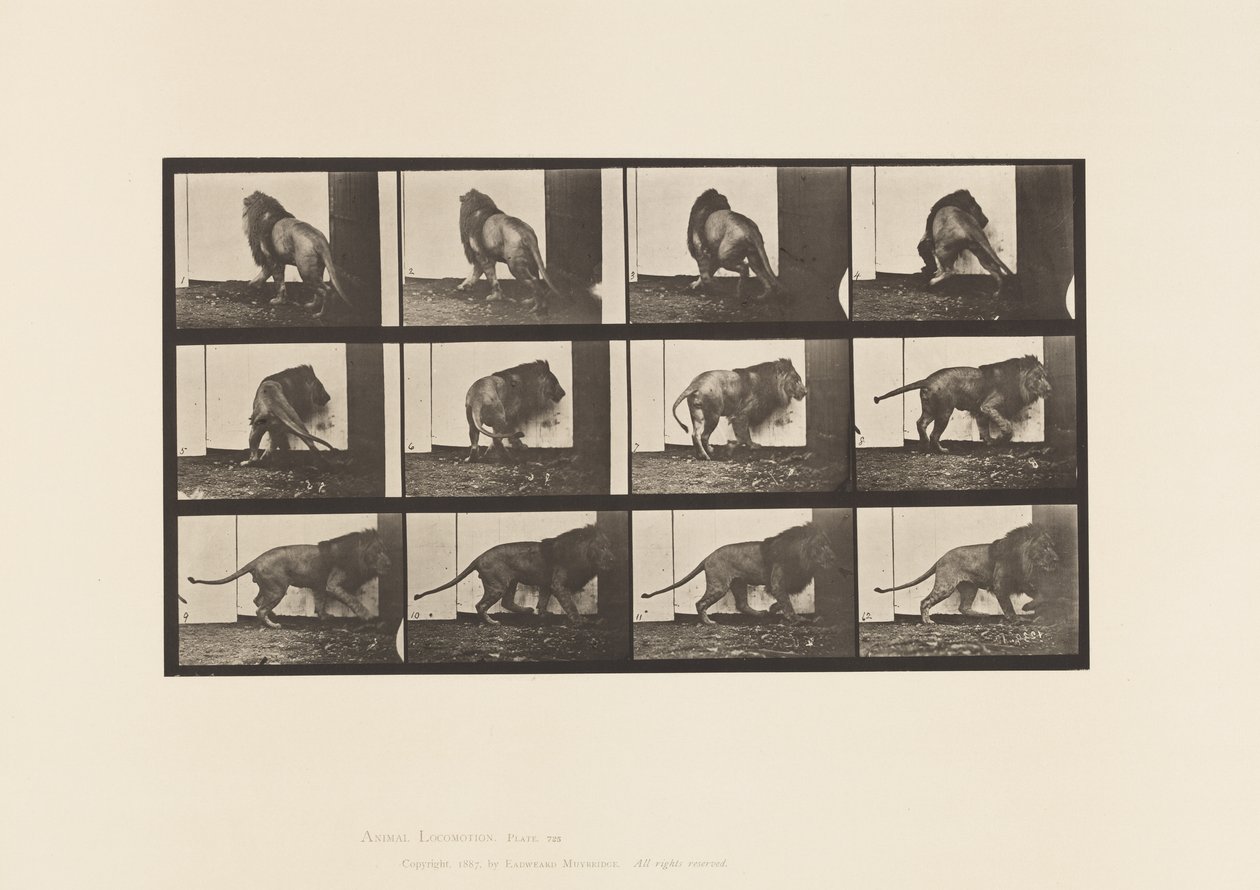 Levy 725. Leijona; Kävely, kääntyminen tekijältä Eadweard Muybridge