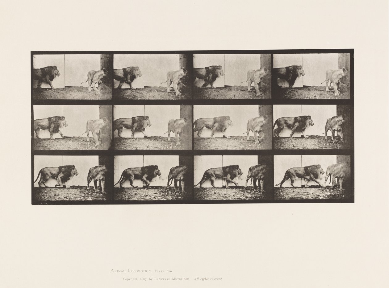 Levy 726. Leijona ja leijona; Kävely tekijältä Eadweard Muybridge