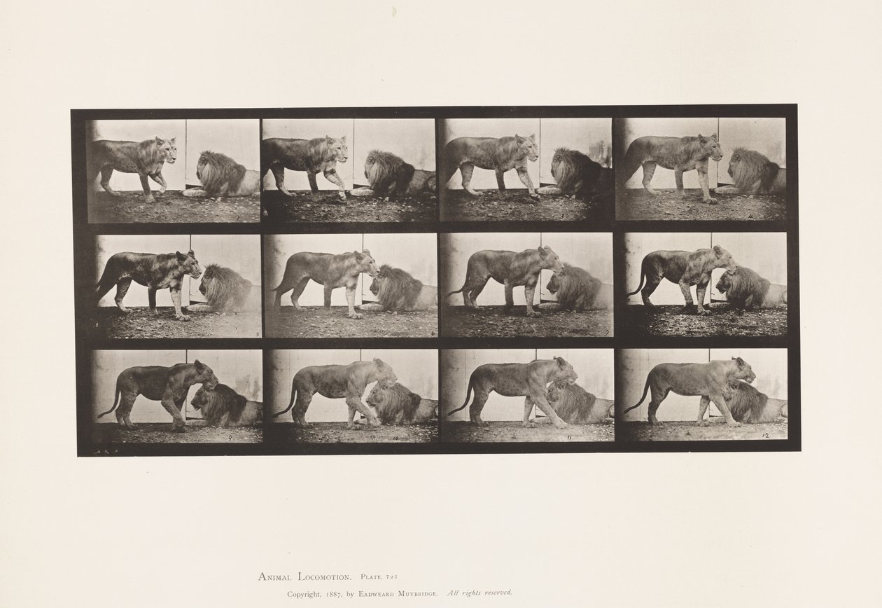 Levy 727. Leijona; Kävely; Leijona; Maata tekijältä Eadweard Muybridge