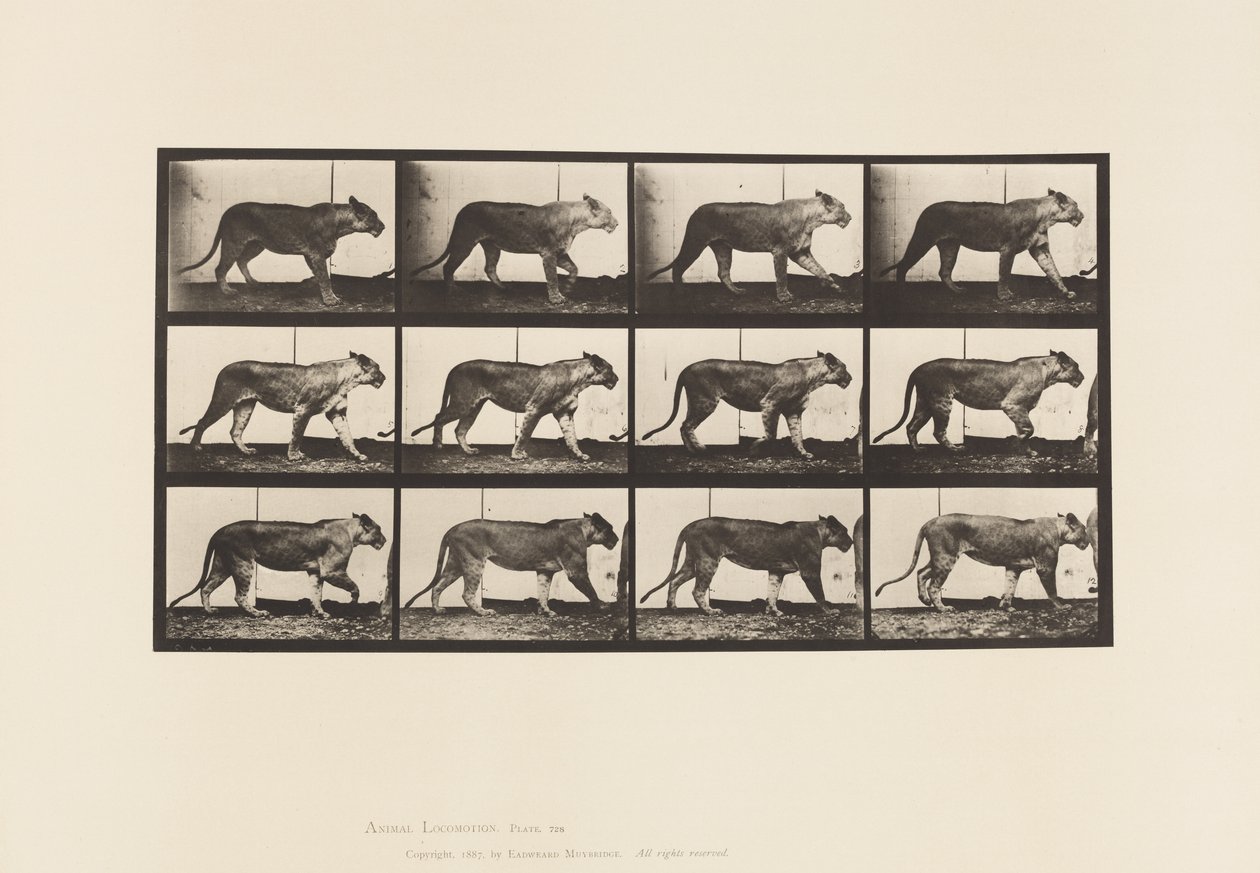 Levy 728. Leijona; Kävely; Leijona; Maata tekijältä Eadweard Muybridge