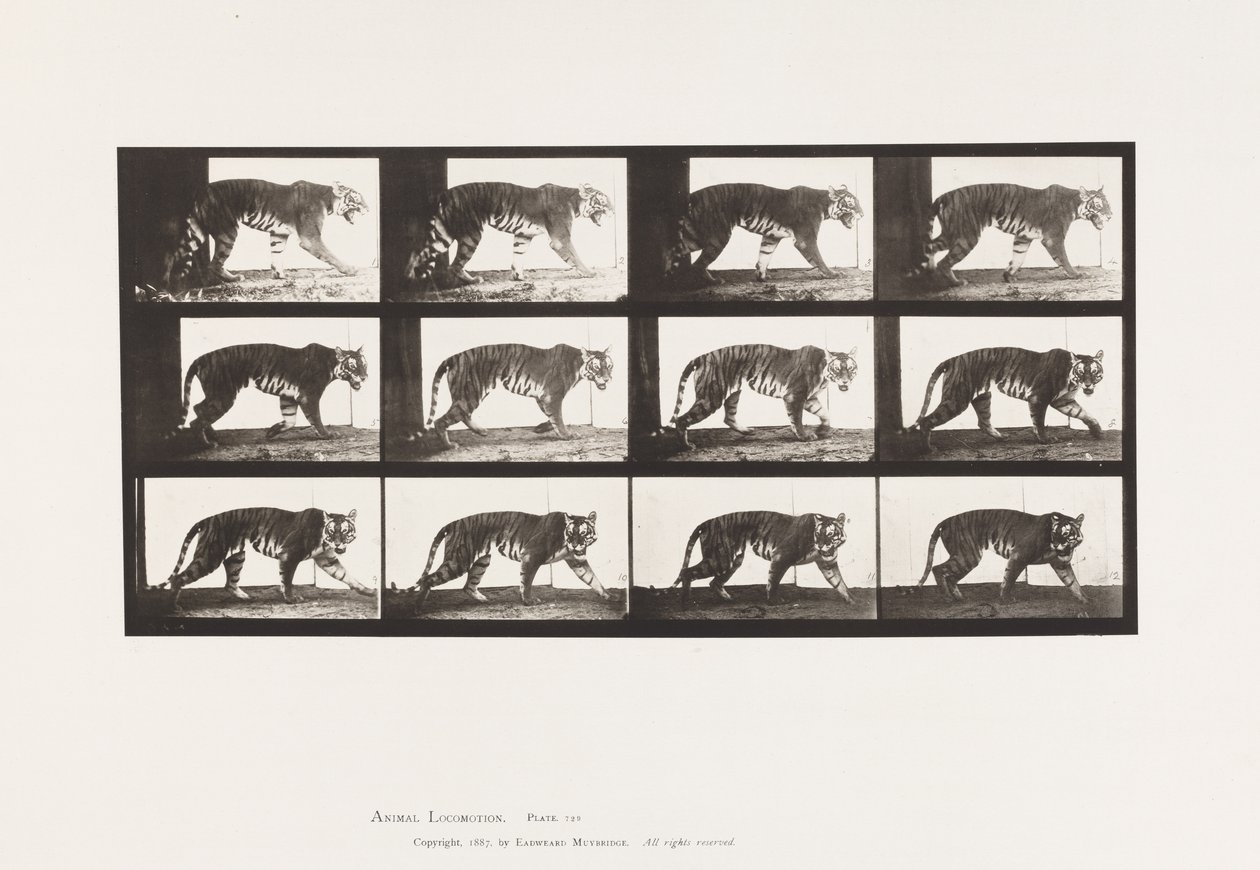 Levy 729. Tiikeri; Kävely tekijältä Eadweard Muybridge