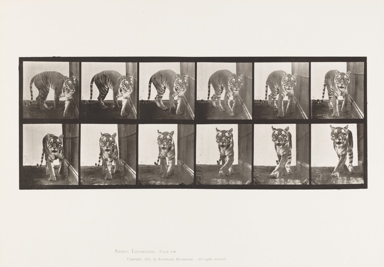 Levy 730. Tiikeri; Kävely; Kääntyä ympäri tekijältä Eadweard Muybridge