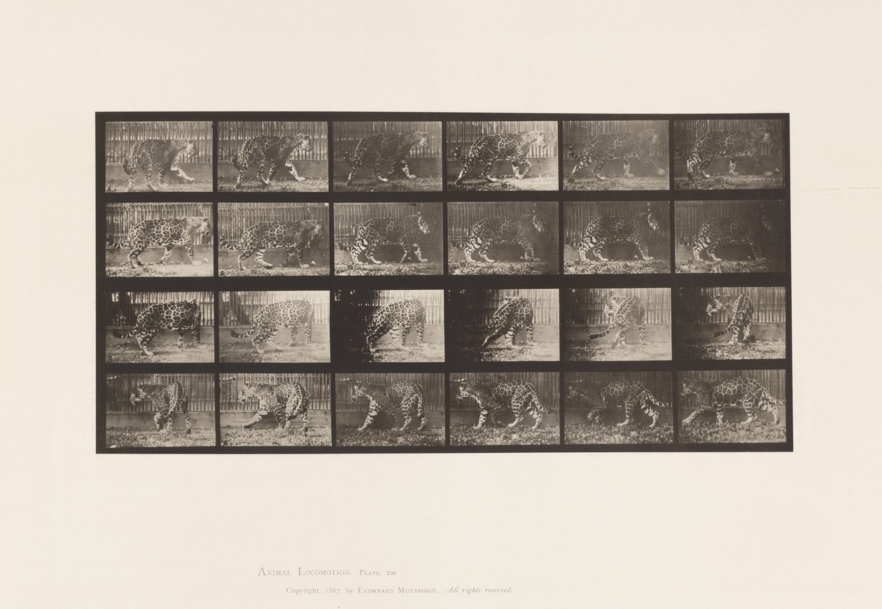 Levy 731. Jaquar; A, kävely; B, Kääntyminen tekijältä Eadweard Muybridge