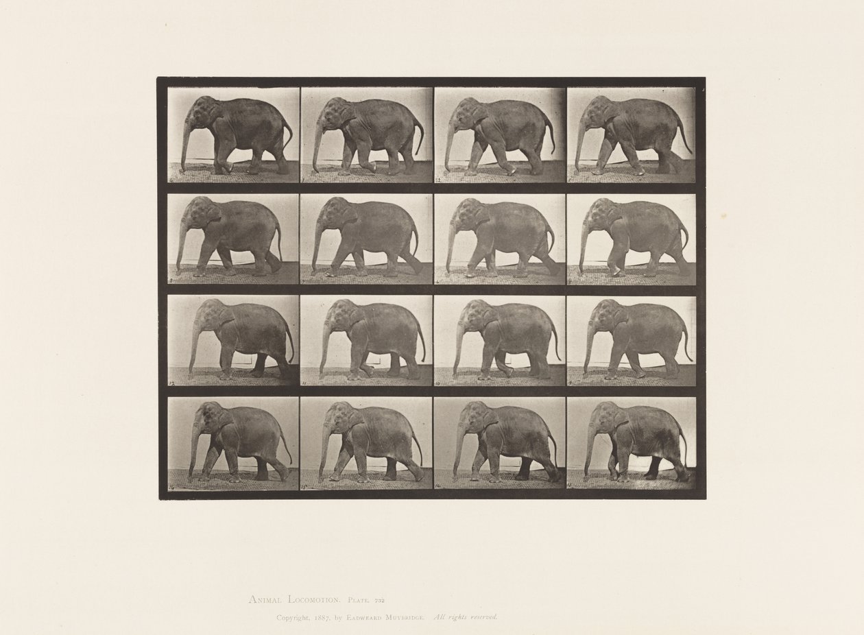 Levy 732. Elefantti; Kävely tekijältä Eadweard Muybridge