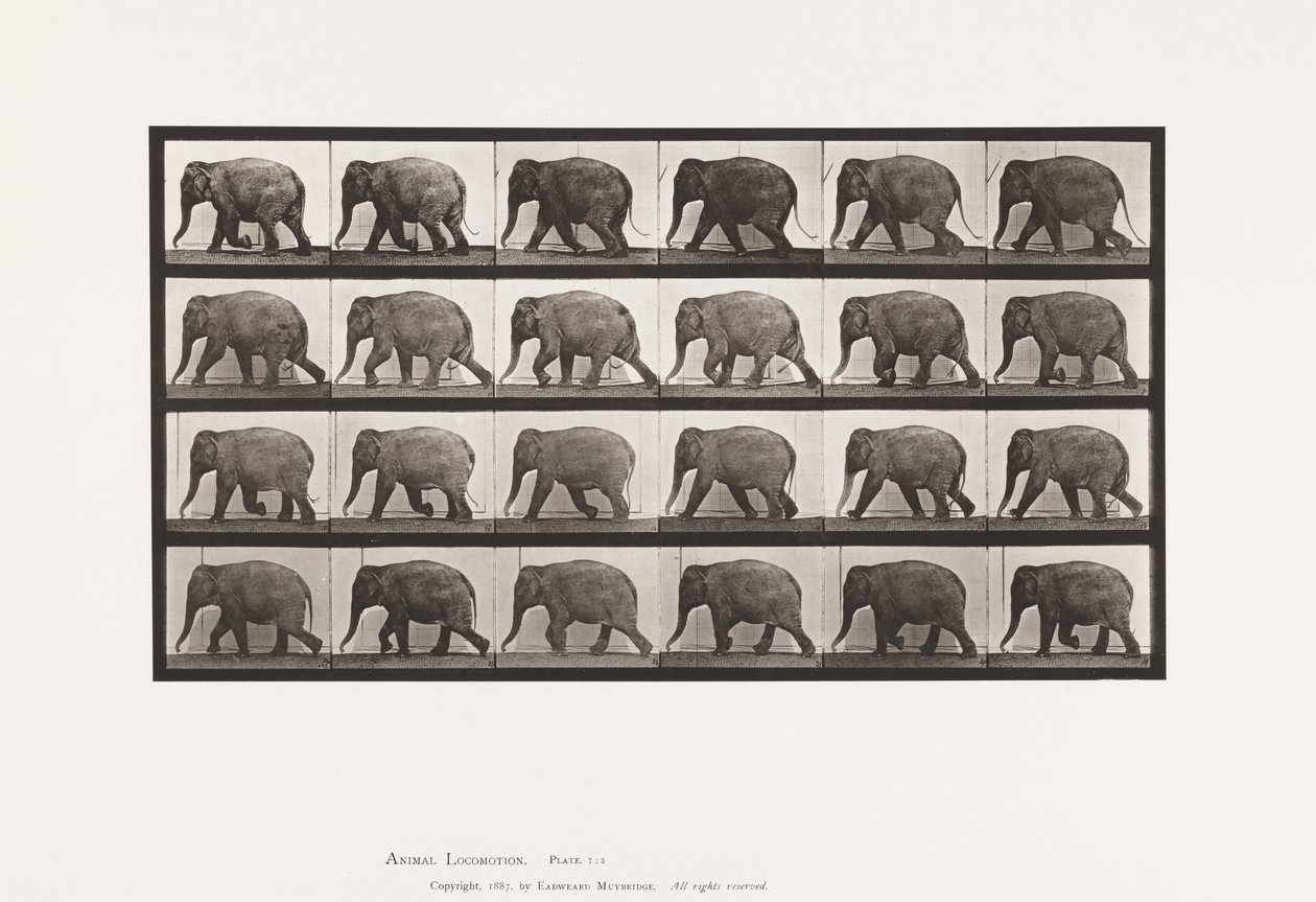 Levy 733. Elefantti; Kävely tekijältä Eadweard Muybridge