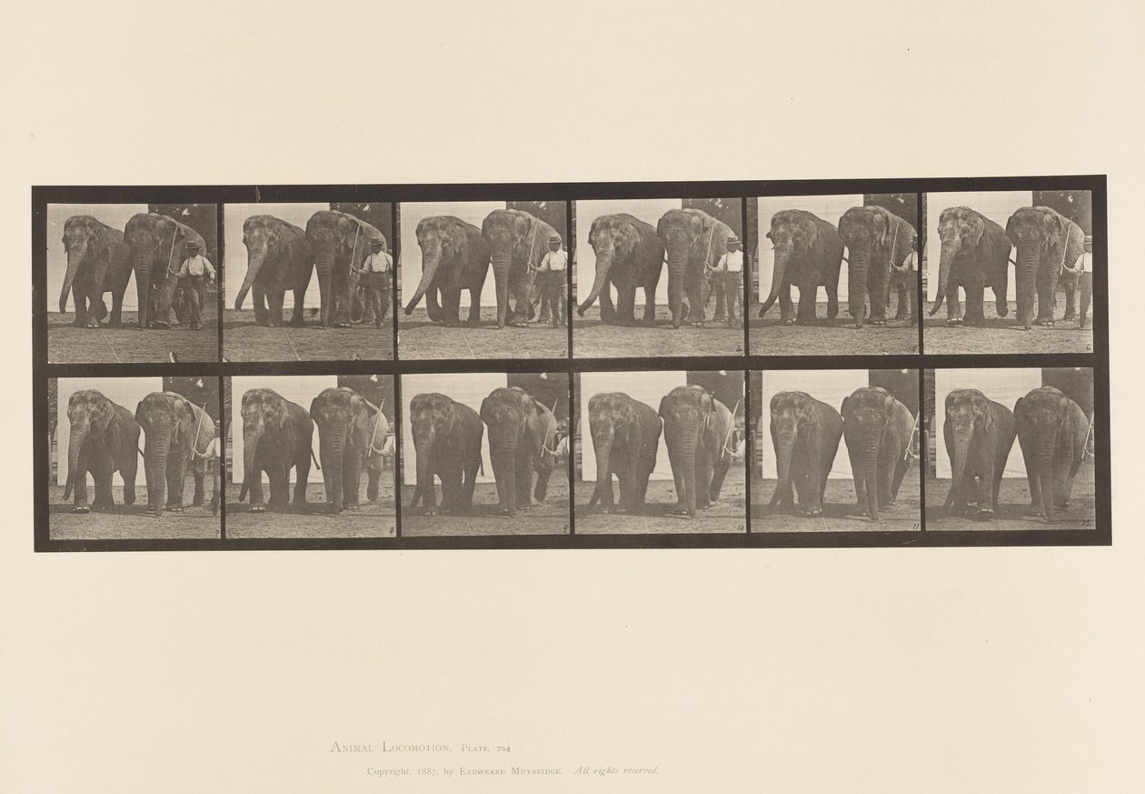 Levy 734. Elefantit; Kaksi, kävely tekijältä Eadweard Muybridge