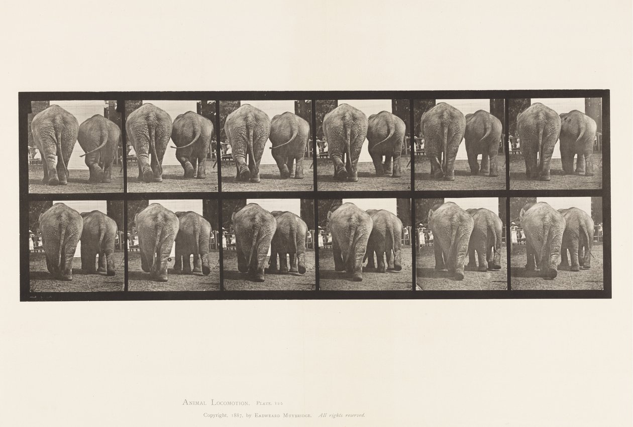 Levy 735. Elefantit; Kaksi, kävely tekijältä Eadweard Muybridge