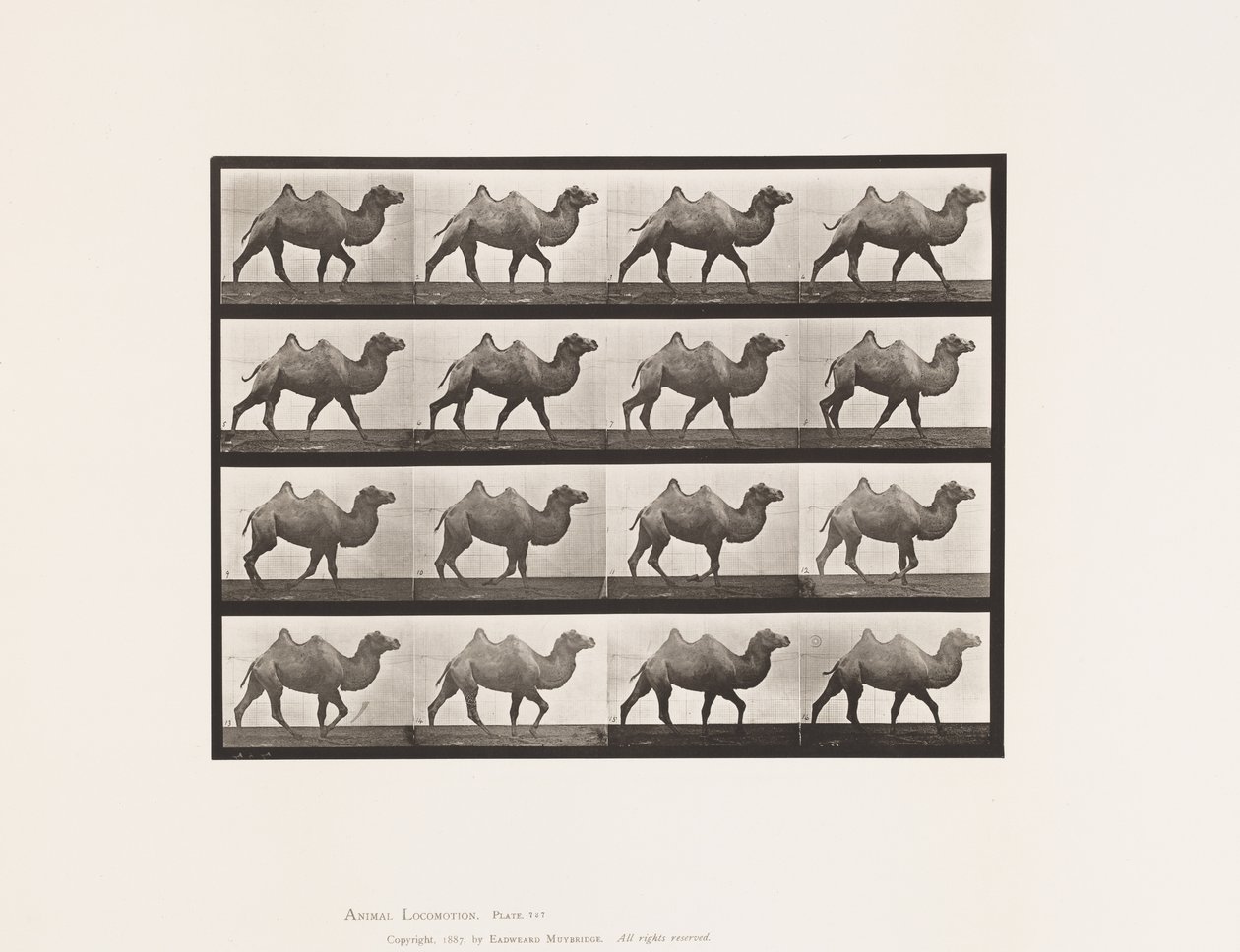 Levy 737. Bactrian Camel; Kävely tekijältä Eadweard Muybridge
