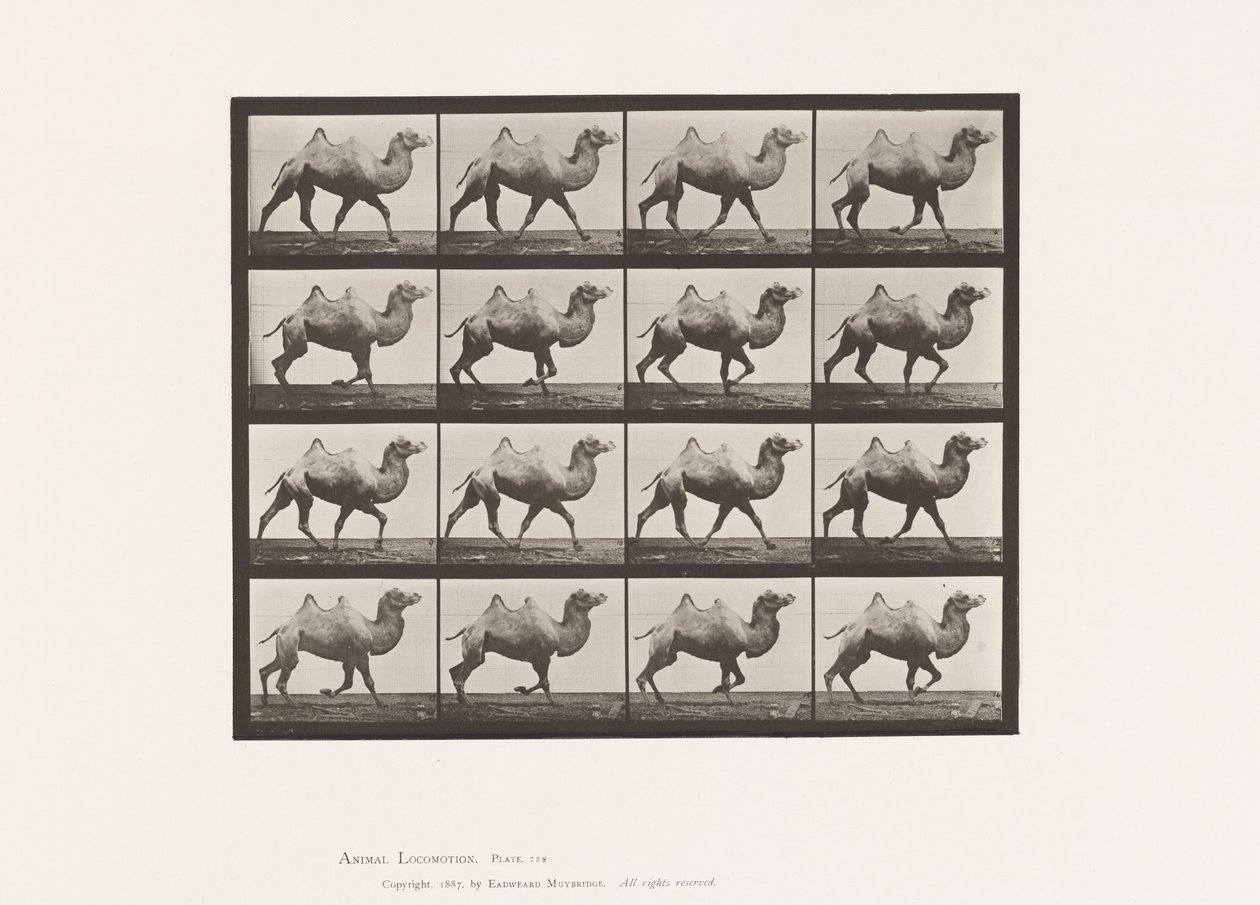 Levy 738. Bactrian Camel; Raastava tekijältä Eadweard Muybridge