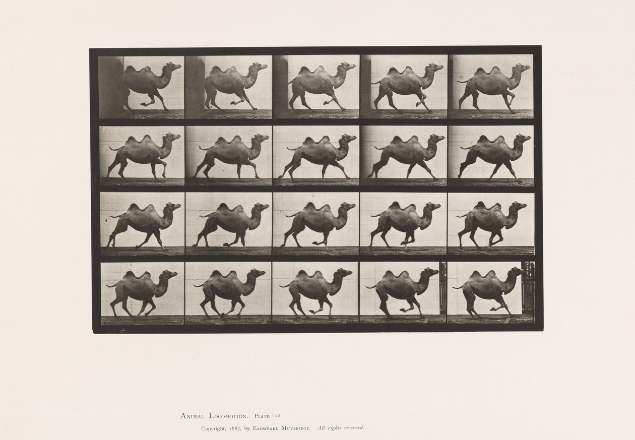 Levy 739. Bactrian Camel; Laukkaa tekijältä Eadweard Muybridge