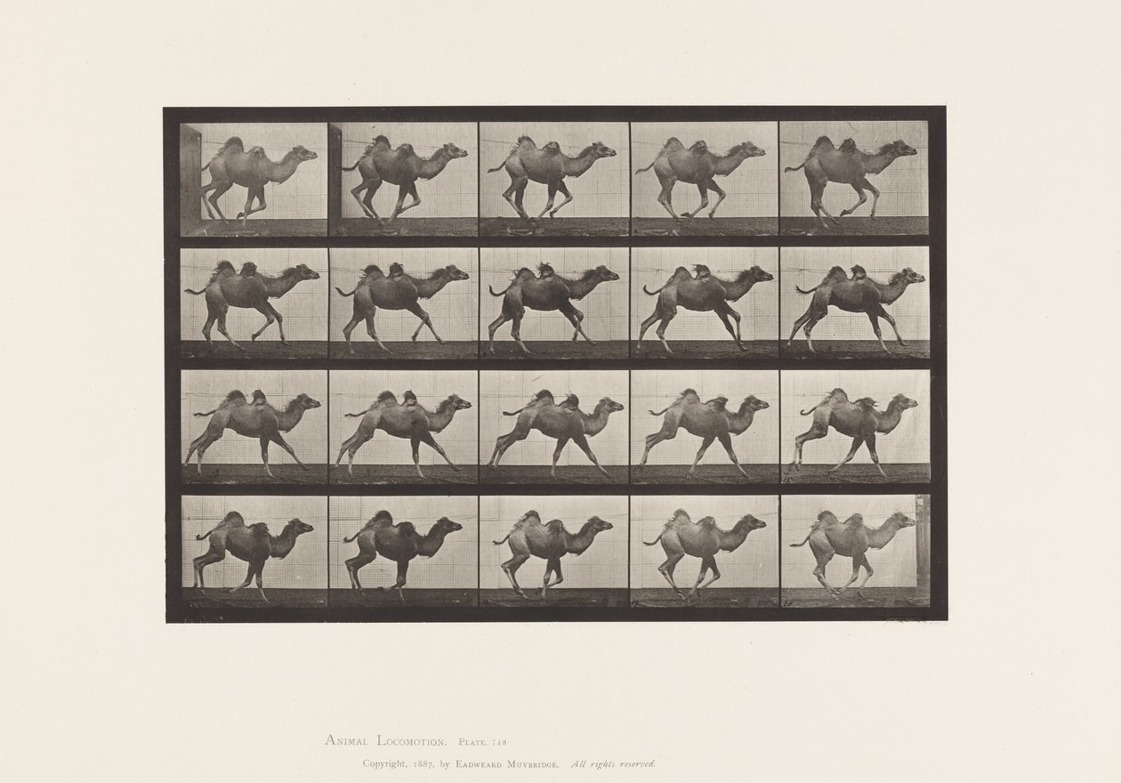 Levy 740. Bactrian Camel; (Nuori), Laukkaa tekijältä Eadweard Muybridge