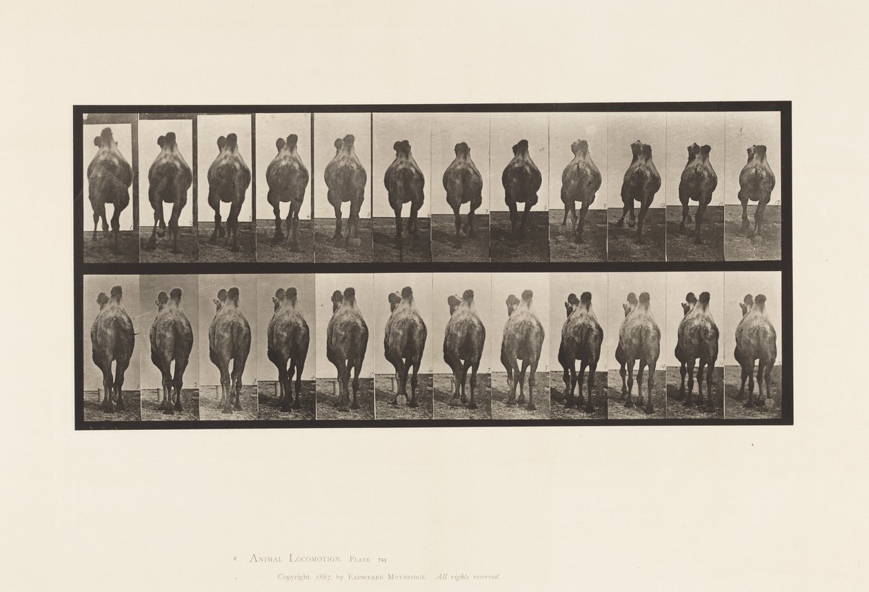 Levy 741. Bactrian Camel; A, kävely; B, teline tekijältä Eadweard Muybridge