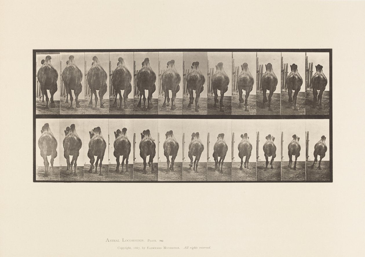Levy 742. Bactrian Camel; A, telineet; B, laukkaa tekijältä Eadweard Muybridge