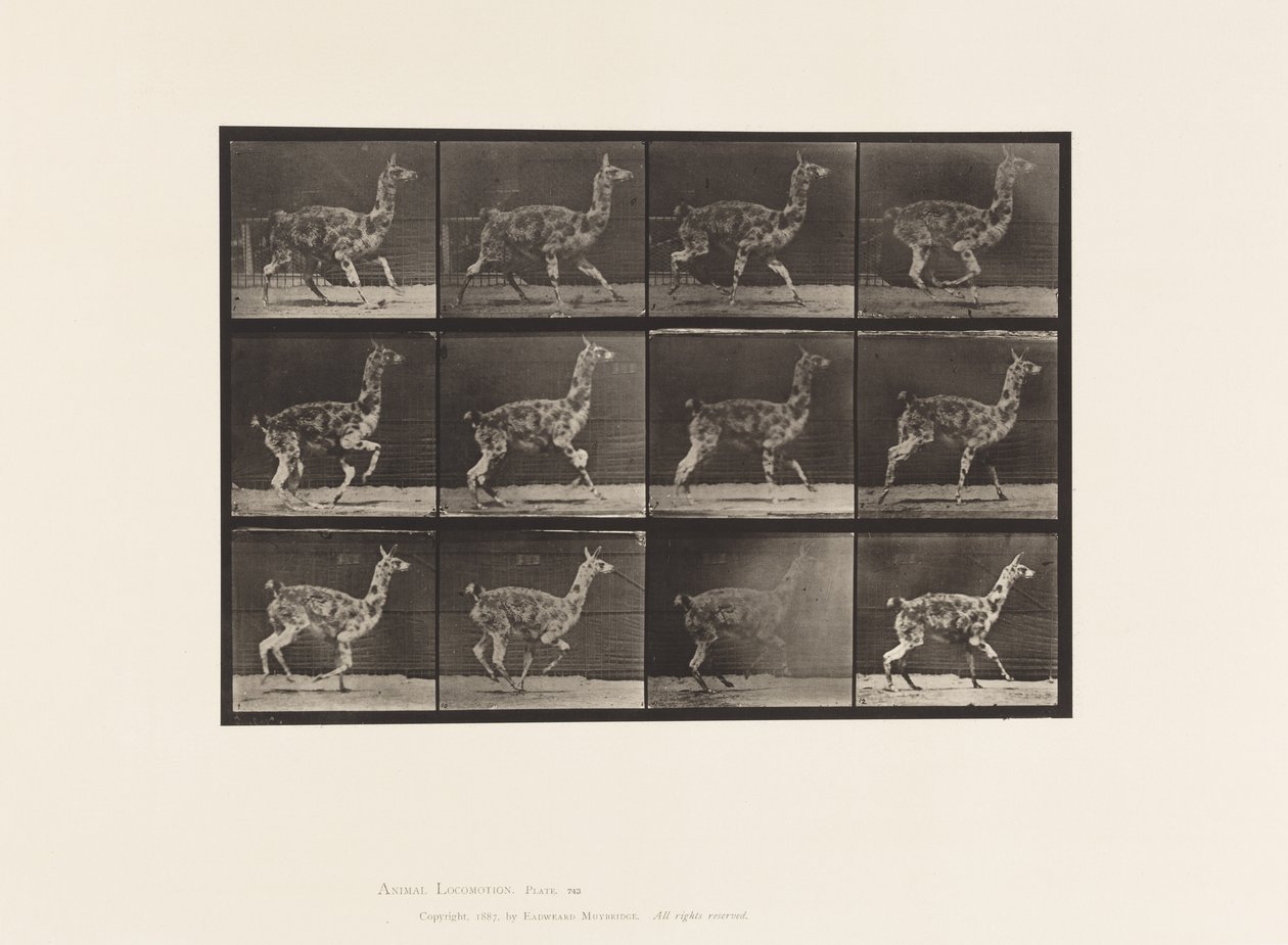 Levy 743. Guanaco; Laukkaa tekijältä Eadweard Muybridge