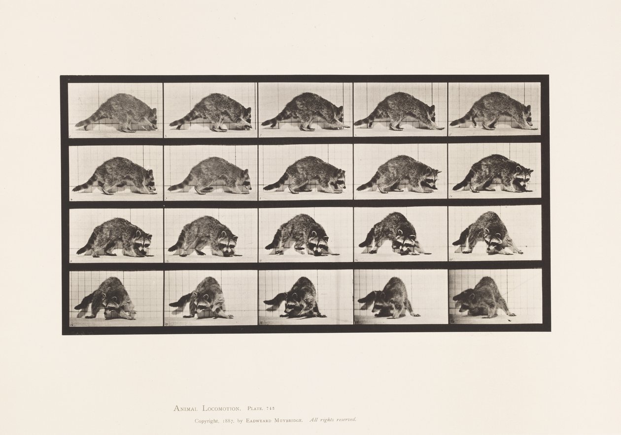 Levy 745. pesukarhu; Kävely; ja Kääntyminen tekijältä Eadweard Muybridge