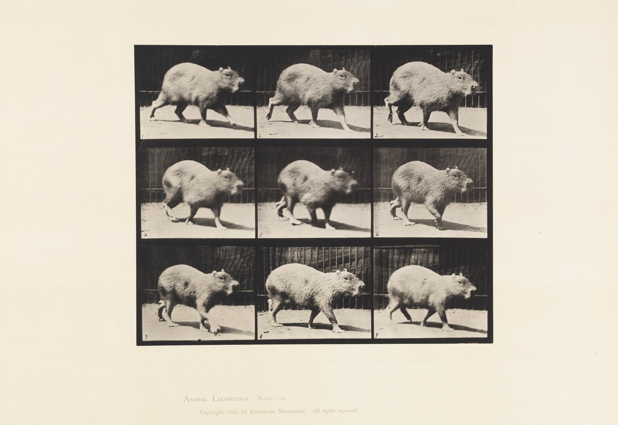 Levy 746. Capybara; Kävely tekijältä Eadweard Muybridge