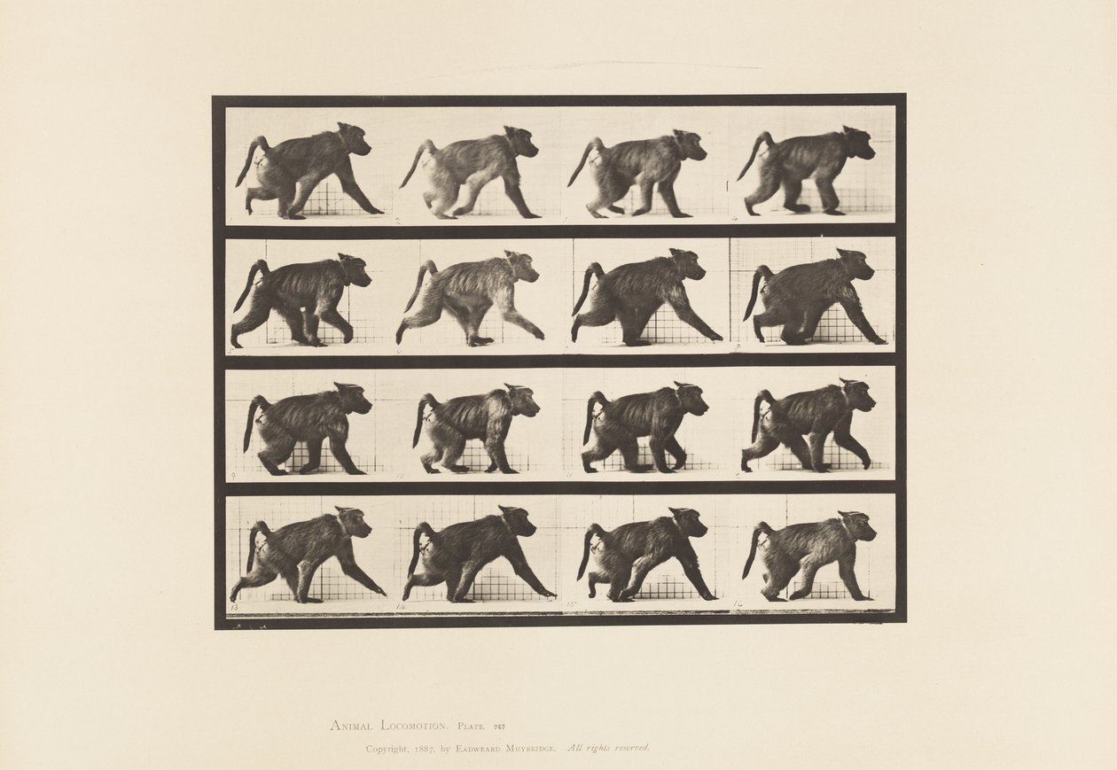 Levy 747. Paviaani; Kävely nelijalkakävelyllä tekijältä Eadweard Muybridge