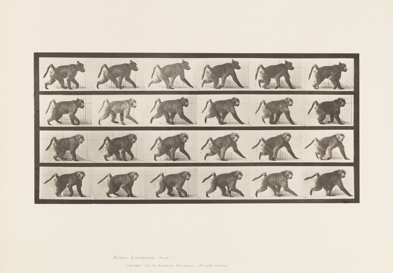 Levy 748. Paviaani; Kävely nelijalkakävelyllä tekijältä Eadweard Muybridge