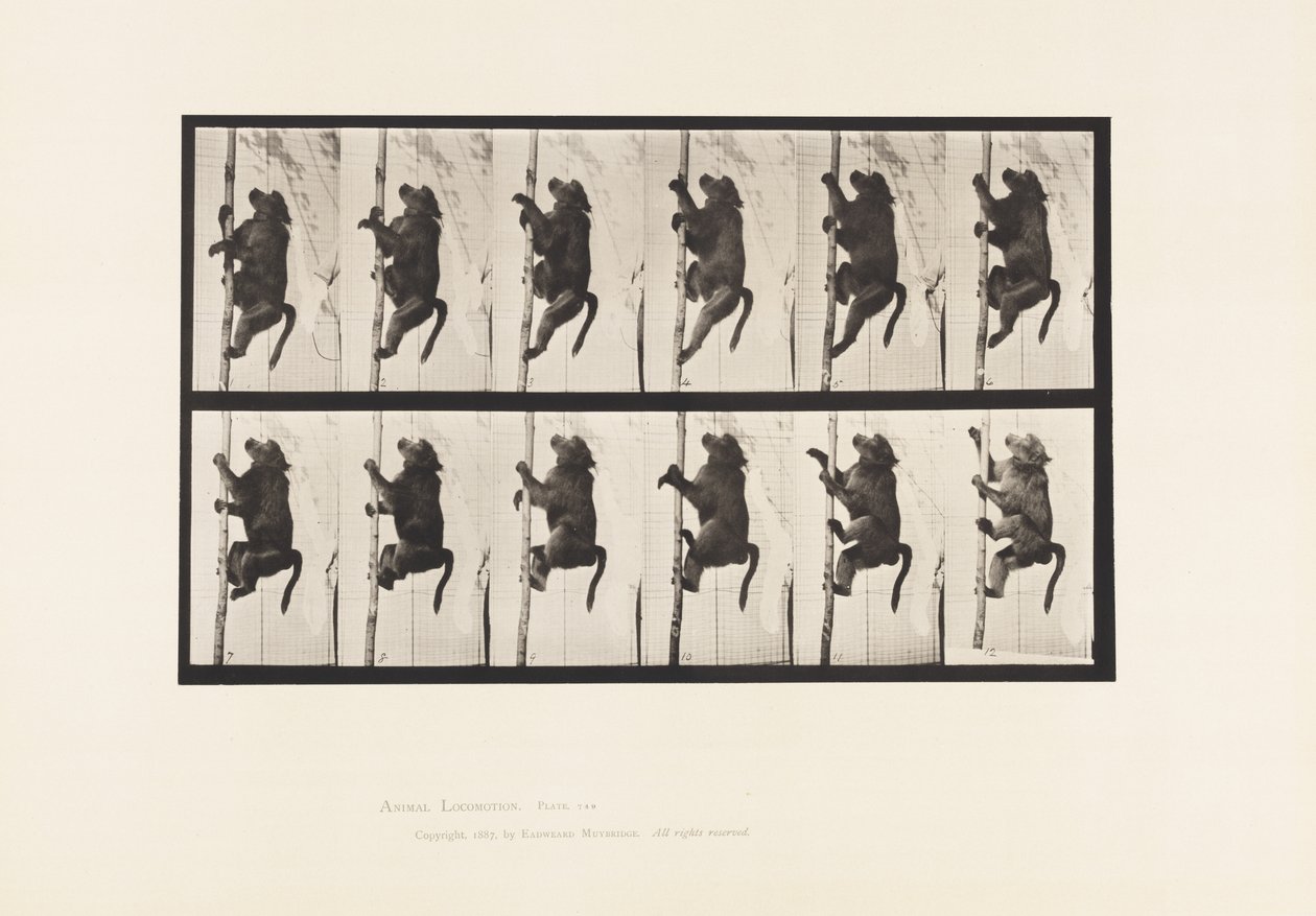Levy 749. Paviaani; Napakiipeily tekijältä Eadweard Muybridge