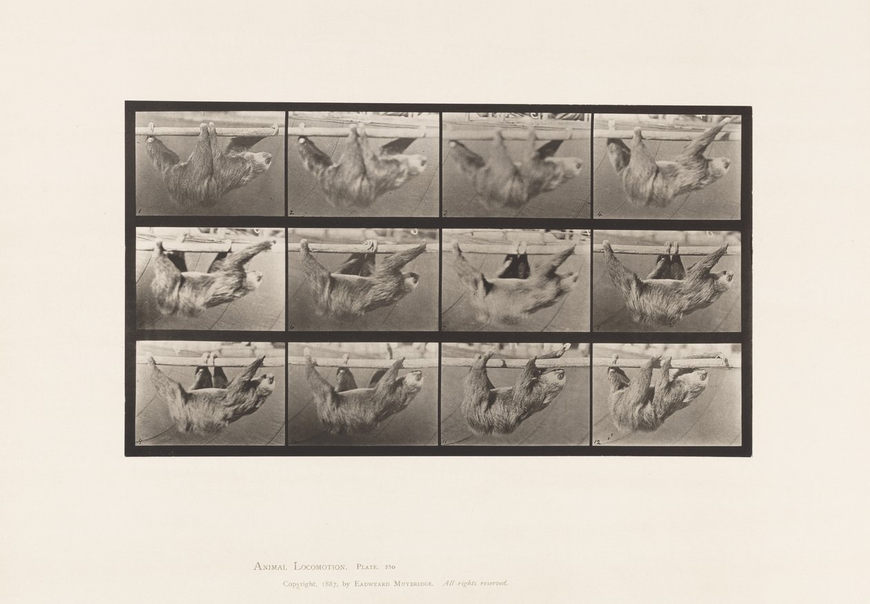 Levy 750. Laiskuus; Kävely, ripustettu vaakatasoon tekijältä Eadweard Muybridge