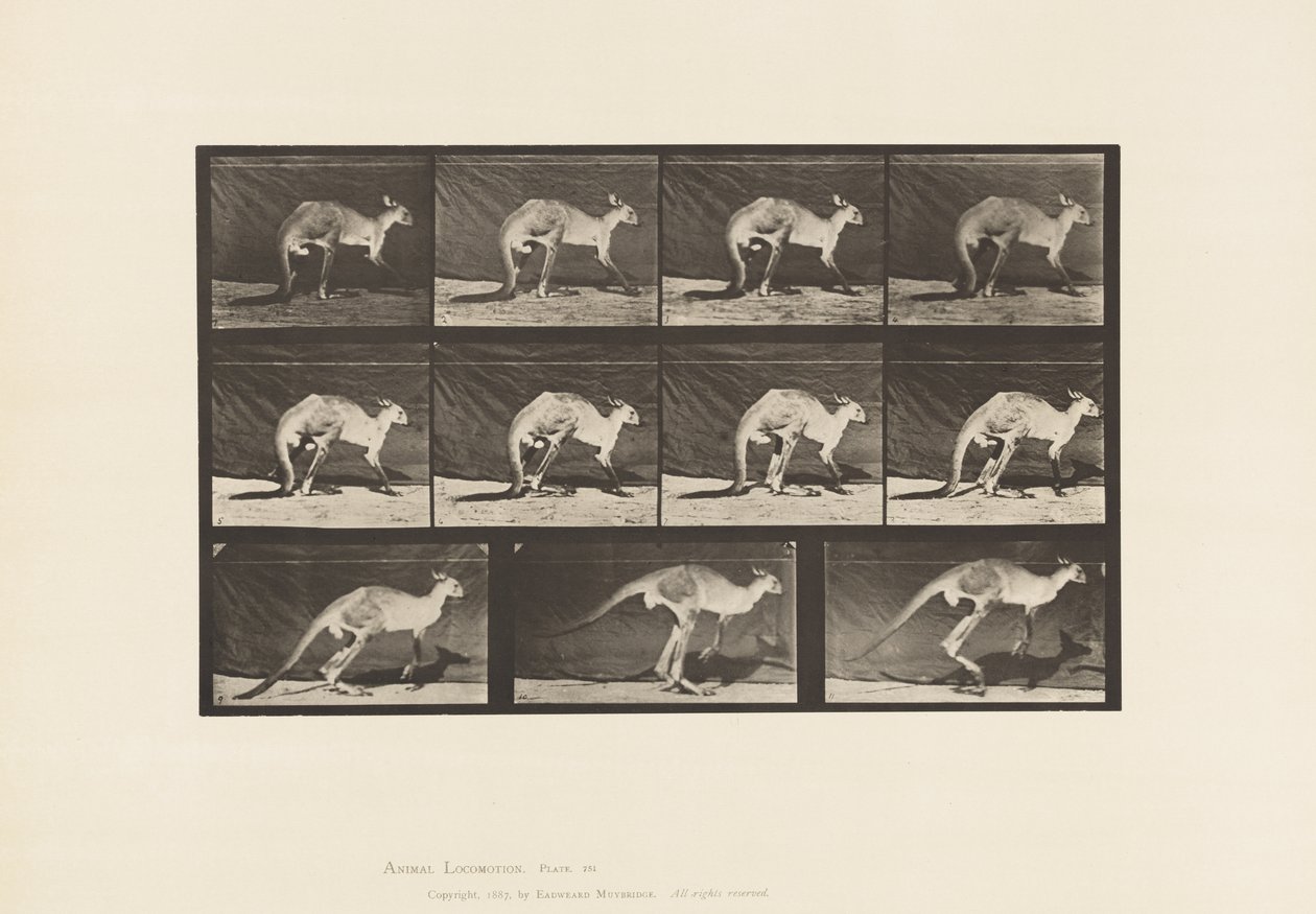 Levy 751. Kenguru; Kävely all-neljällä; Vaihda hyppäämiseen tekijältä Eadweard Muybridge