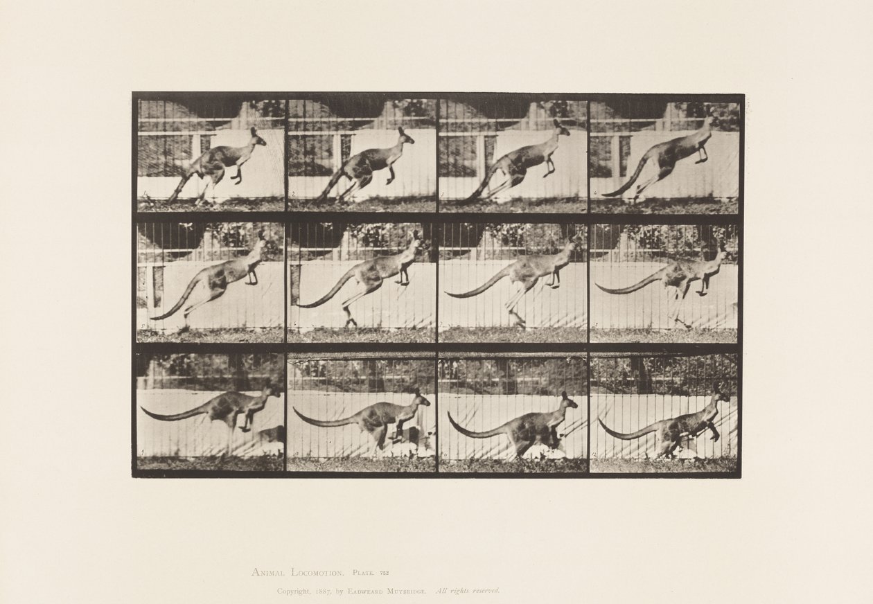 Levy 752. Kenguru; Hyppääminen tekijältä Eadweard Muybridge