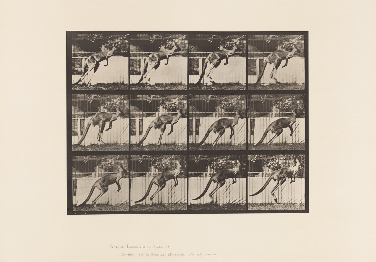 Levy 753. Kenguru; Hyppääminen tekijältä Eadweard Muybridge