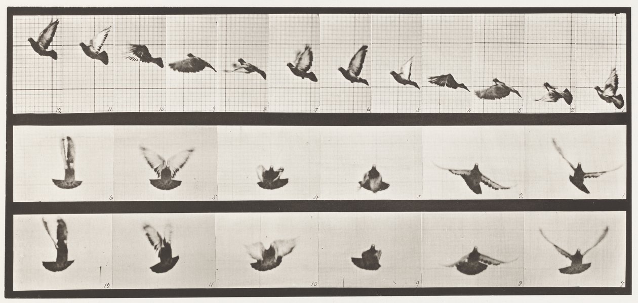 Levy 755. Kyyhkynen; Lentäminen tekijältä Eadweard Muybridge