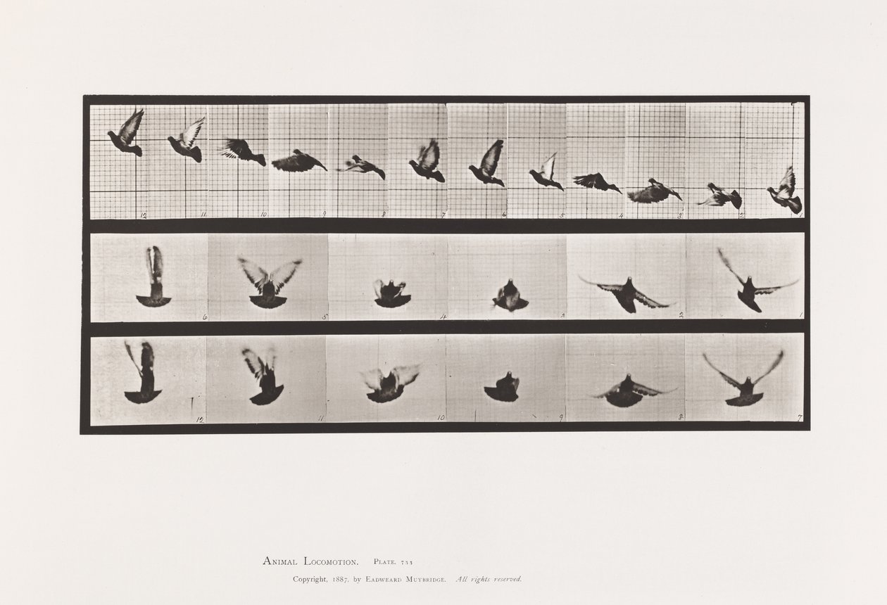 Levy 755. Kyyhkynen; Lentäminen tekijältä Eadweard Muybridge