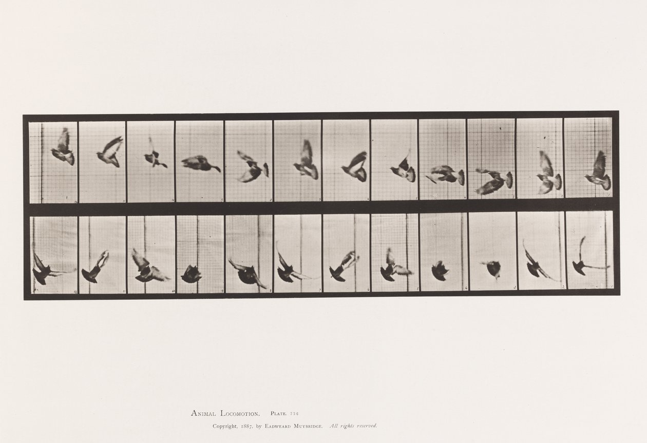 Levy 756. Kyyhkynen; Lentäminen tekijältä Eadweard Muybridge
