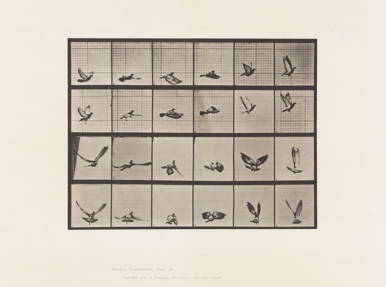 Levy 757. Kyyhkynen; Lentäminen tekijältä Eadweard Muybridge