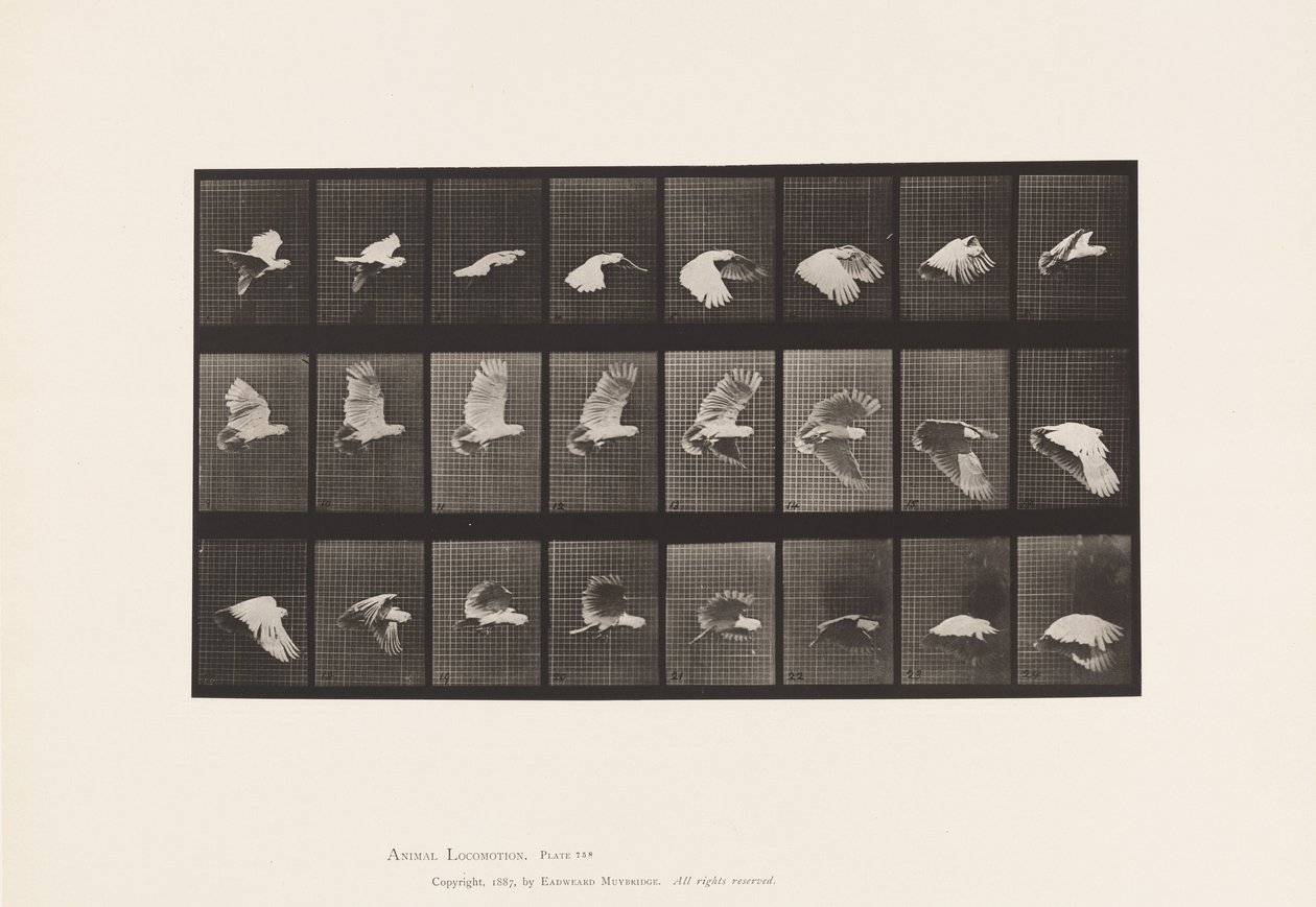 Lauta 758. Kakadu; Lentäminen tekijältä Eadweard Muybridge