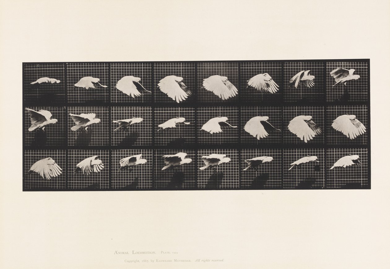 Lauta 759. Kakadu; Lentäminen tekijältä Eadweard Muybridge