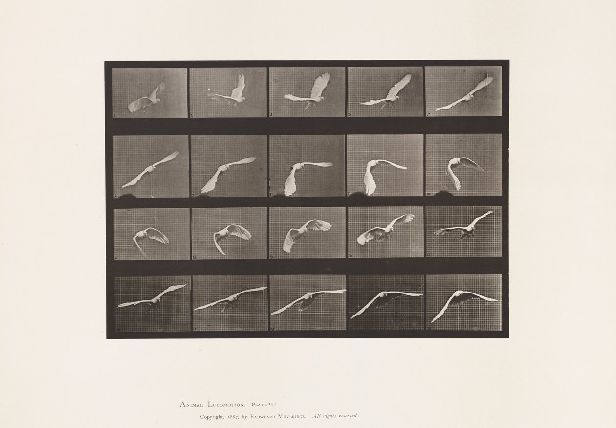 Lauta 760. Kakadu; Lentäminen tekijältä Eadweard Muybridge