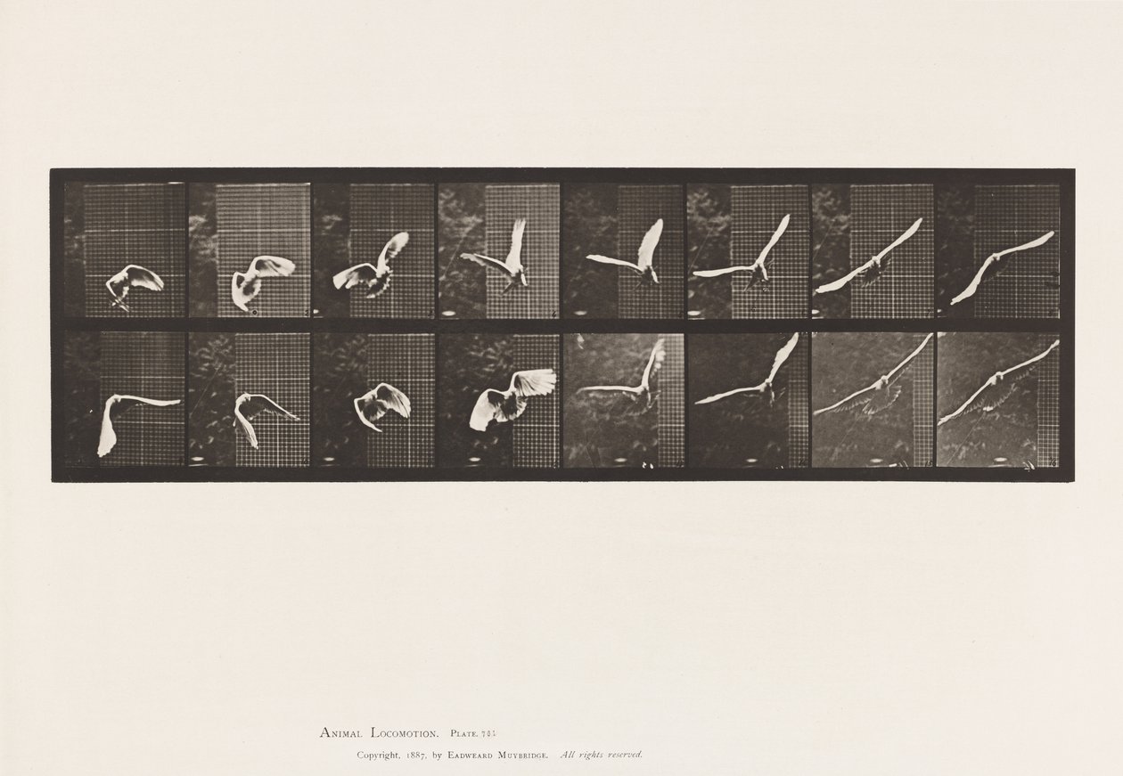 Lauta 761. Kakadu; Lentäminen tekijältä Eadweard Muybridge