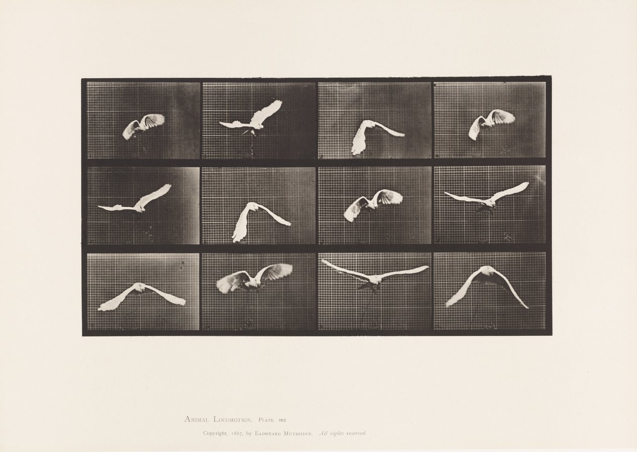 Lauta 762. Kakadu; Lentäminen tekijältä Eadweard Muybridge