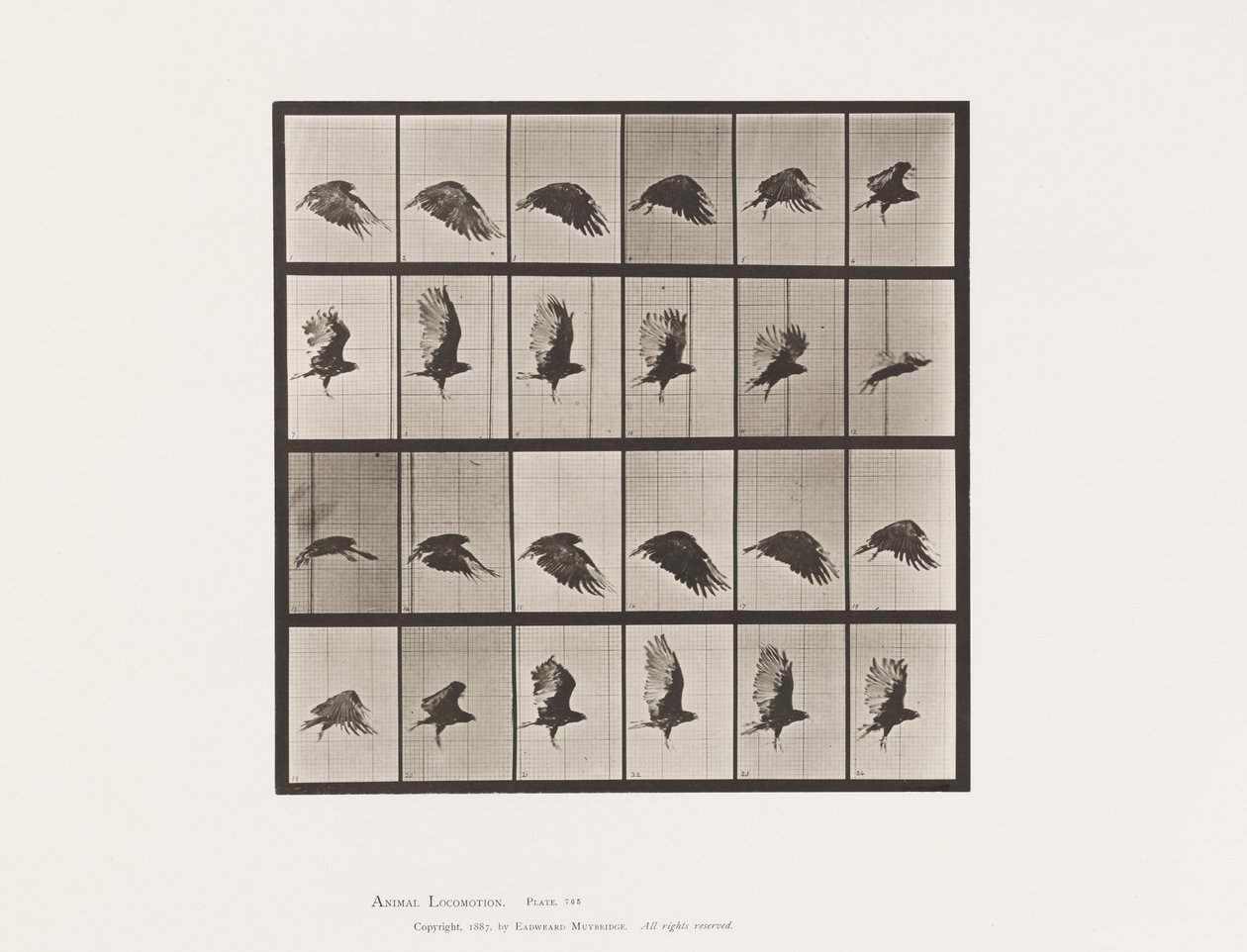 Levy 765. Korppikotka; Lentäminen tekijältä Eadweard Muybridge