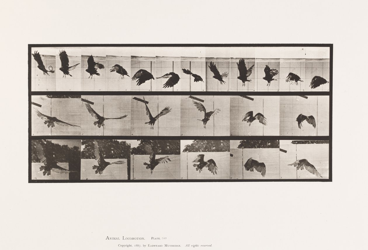 Levy 767. Korppikotka; Lentäminen tekijältä Eadweard Muybridge